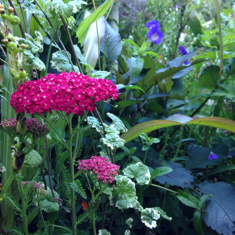 Plant image Achillea Millefolium 'Cerise Queen' syn. Achillea Millefolium 'Cherry Queen'