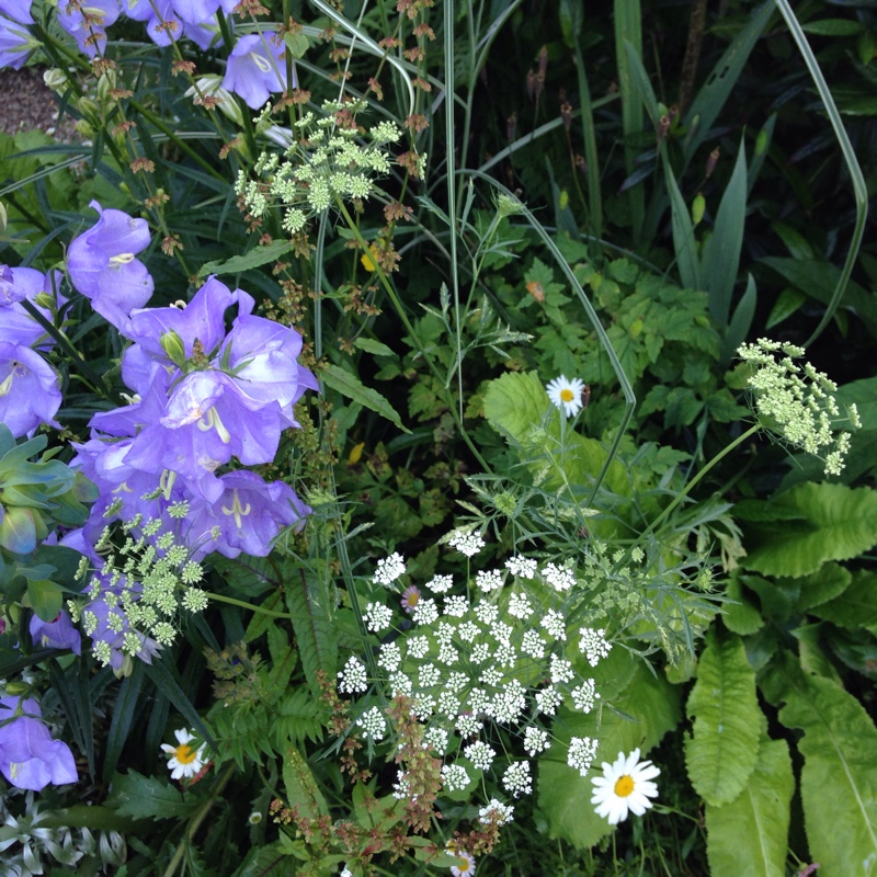 plant image 148751 plant image 148751