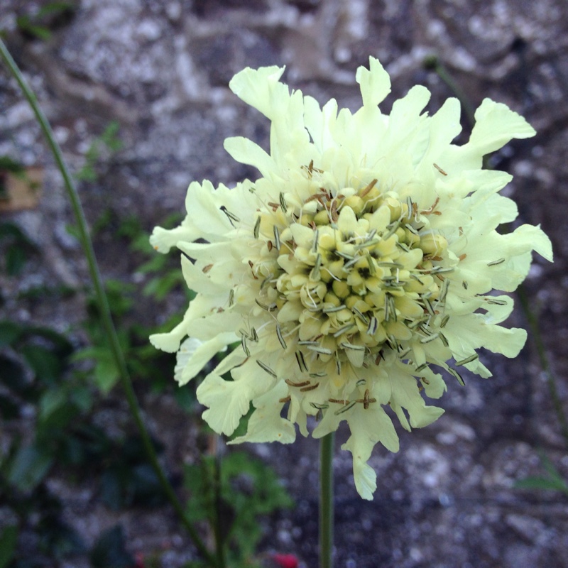 plant image 148761 plant image 148761
