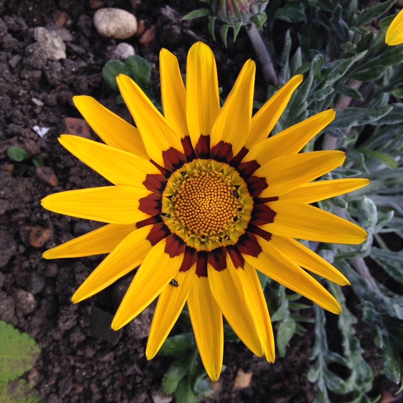 plant image 148766