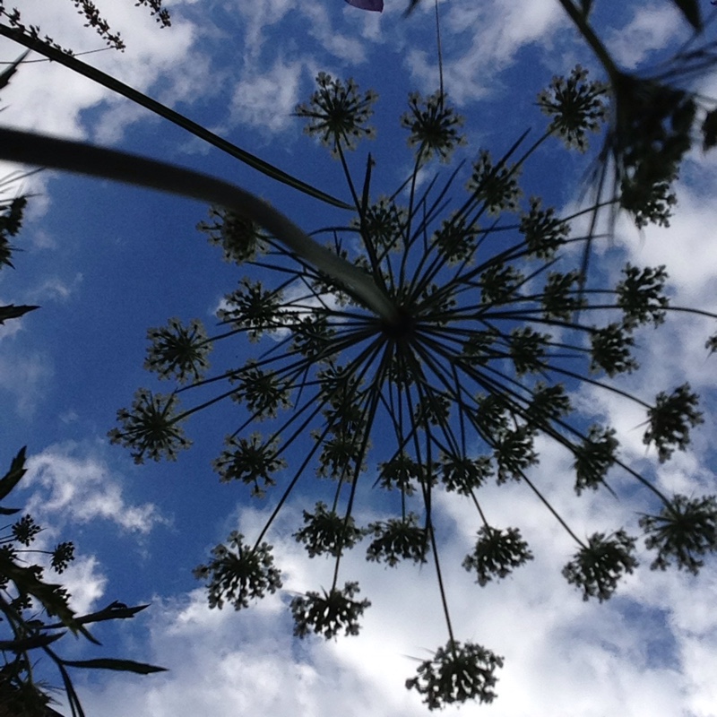 Ammi visnaga