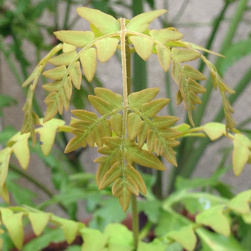 plant image 152131