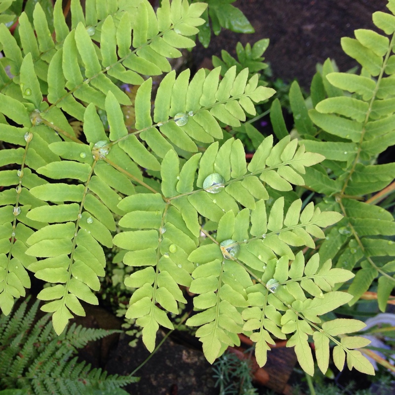 plant image 163910