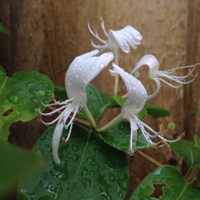 Plant image Lonicera japonica 'Hall's Prolific'