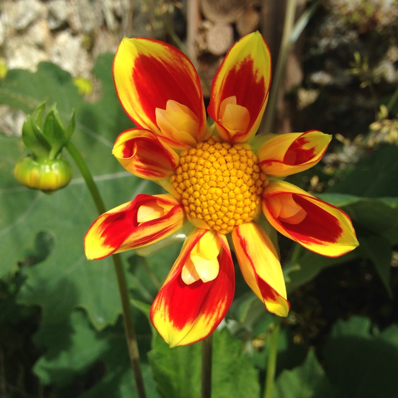 Dahlia 'Pooh - Swan Island' syn. Dahlia 'Pooh'
