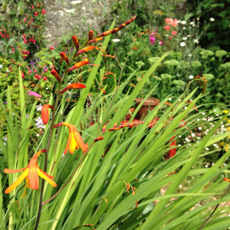 plant image 169322