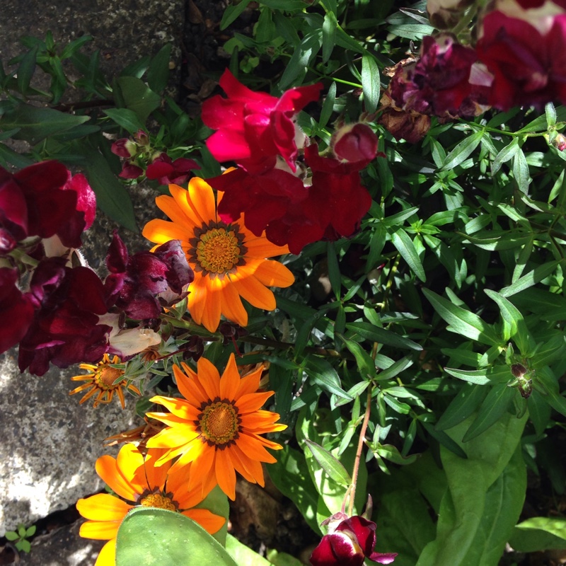 plant image 169904