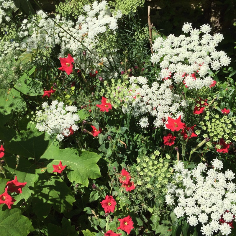 Plant image Ammi visnaga