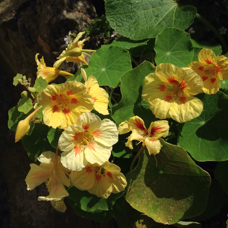 plant image 180672 plant image 180672