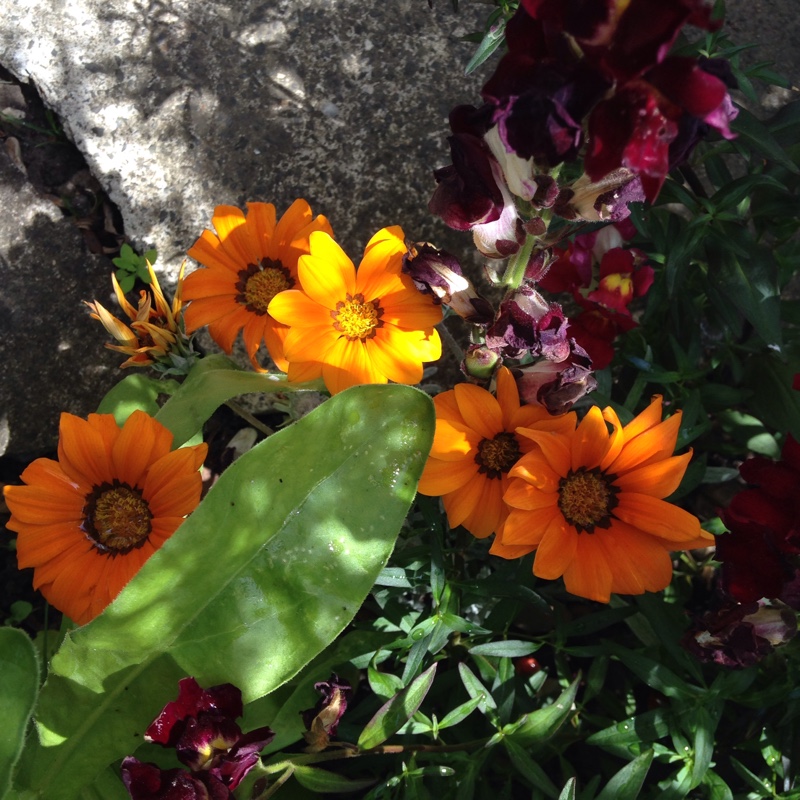 plant image 180675