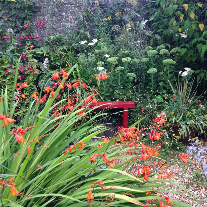 Plant image Crocosmia 'Prince of Orange'