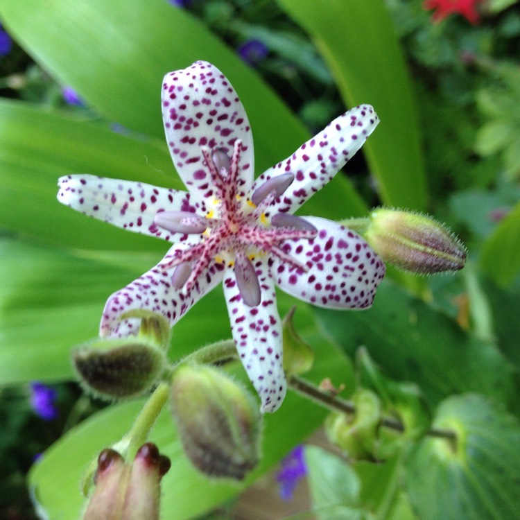 Plant image Tricyrtis formosana 'Pink Freckles'