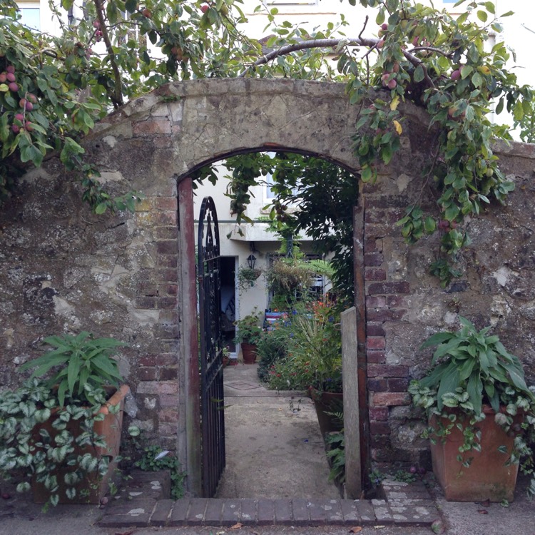plant image 205459
