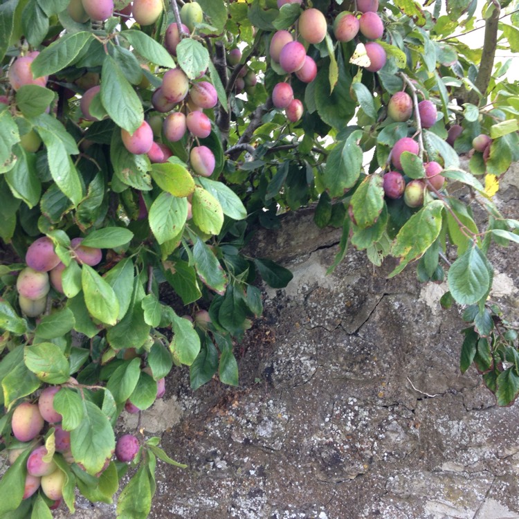 Plant image Prunus domestica 'Victoria'