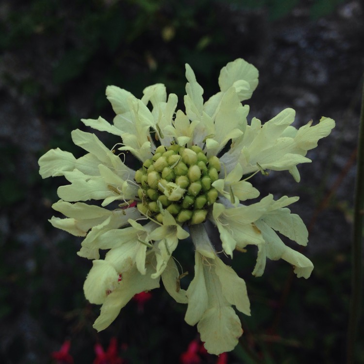 Plant image Cephalaria gigantea syn. Cephalaria caucasica ; Cephalaria tatarica