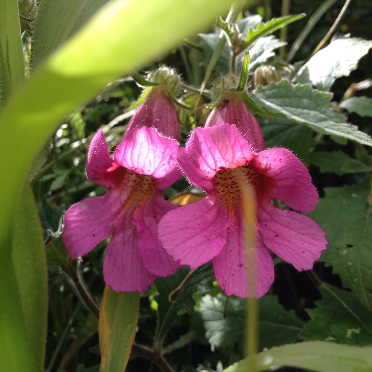 Plant image Rehmannia elata