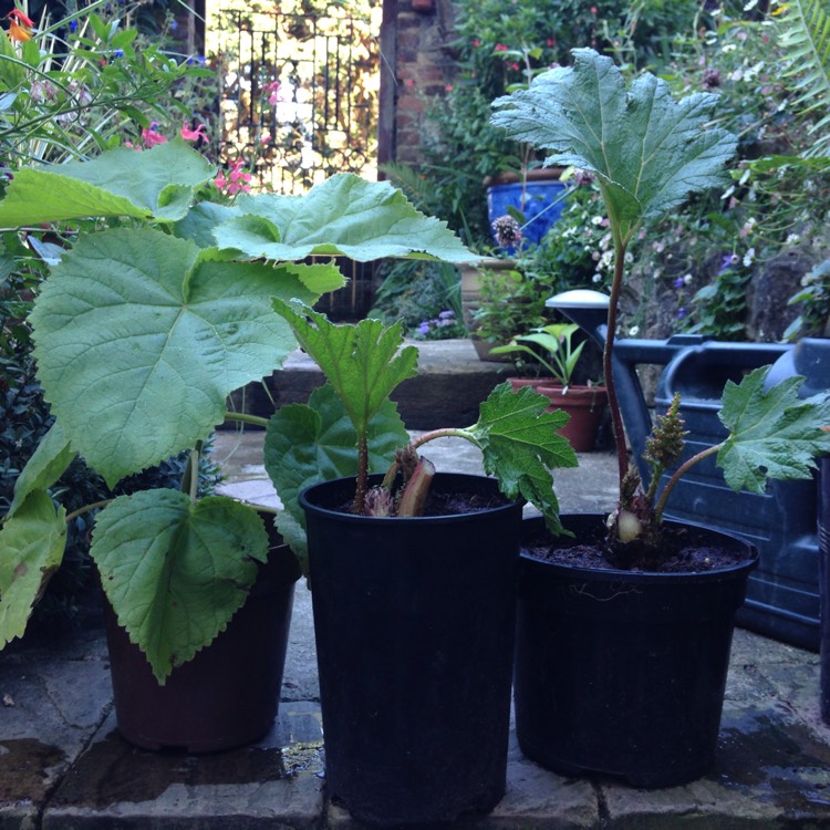 plant image 215454