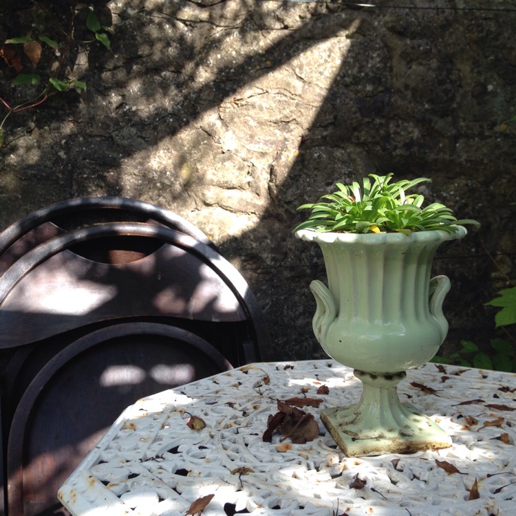 plant image 218796
