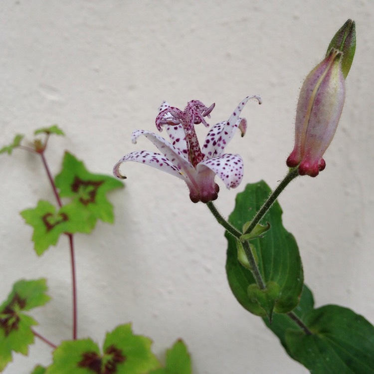 plant image 227854 plant image 227854
