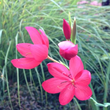 Hesperantha coccinea 'Major' syn. Schizostylis coccinea 'Major'
