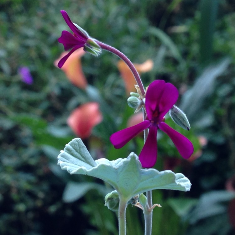 Plant image Pelargonium sidoides syn. Pelargonium sidifolium