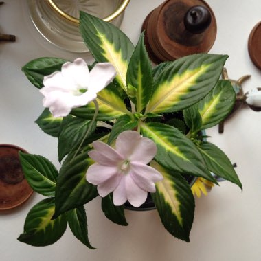 Impatiens 'SunPatiens® Spreading White'