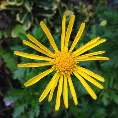 Euryops 'Jamaica Sunshine'