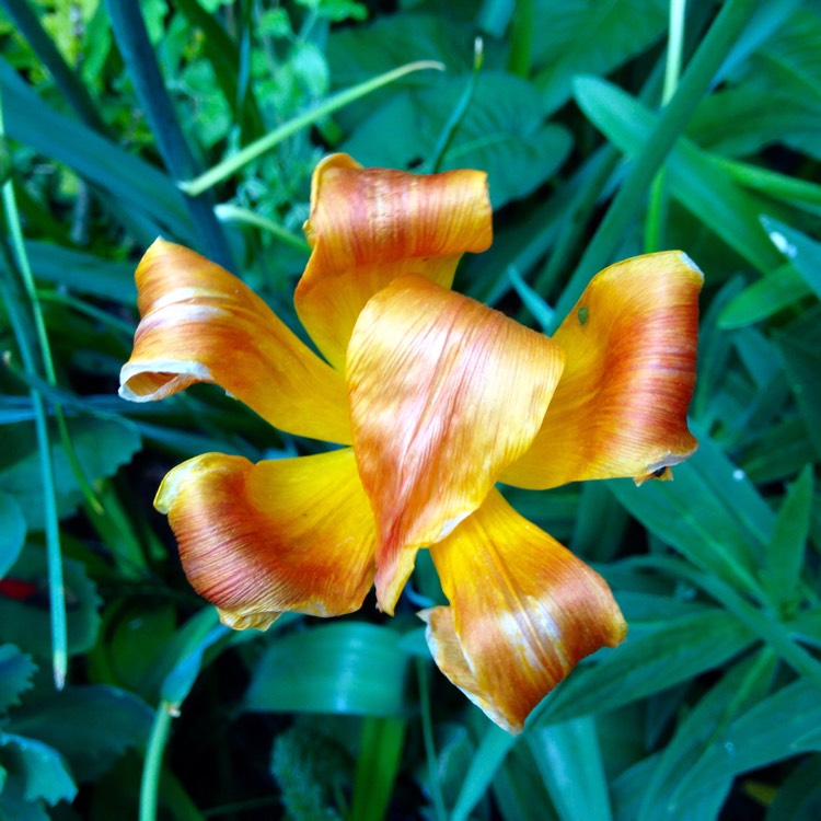 plant image 388819