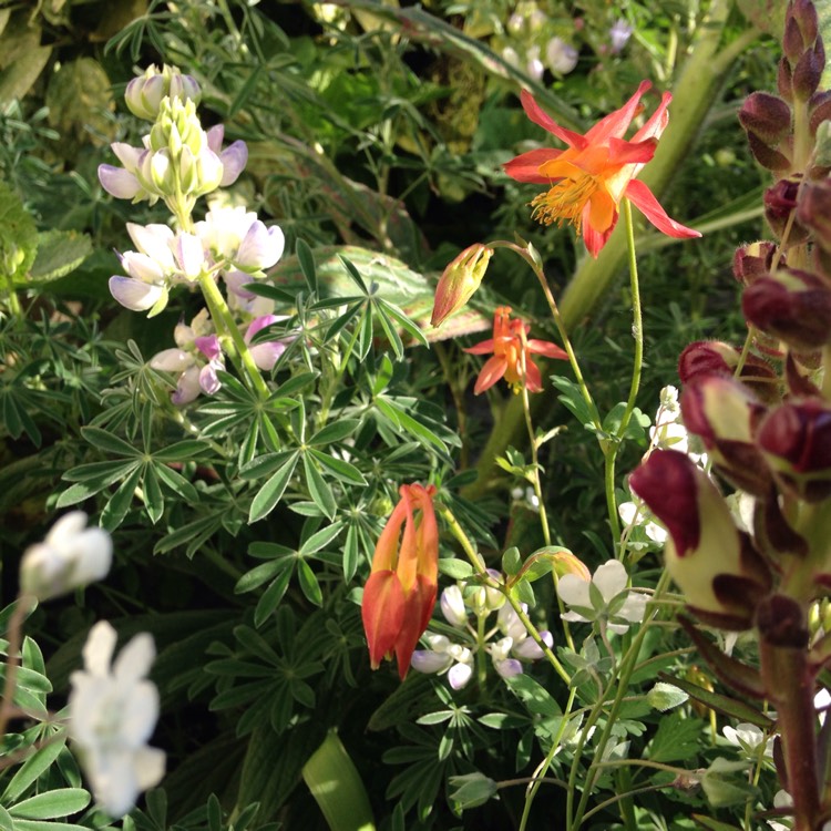 plant image 412515