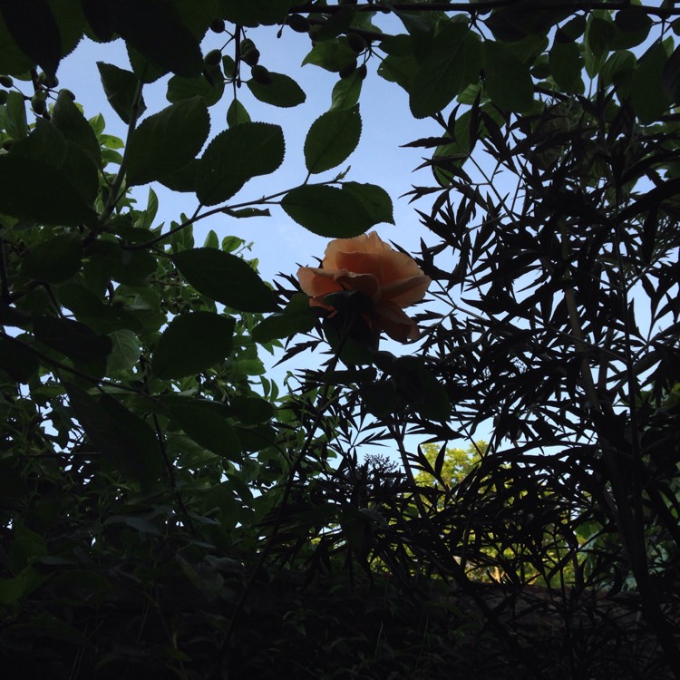 Plant image Rosa 'Schoolgirl'