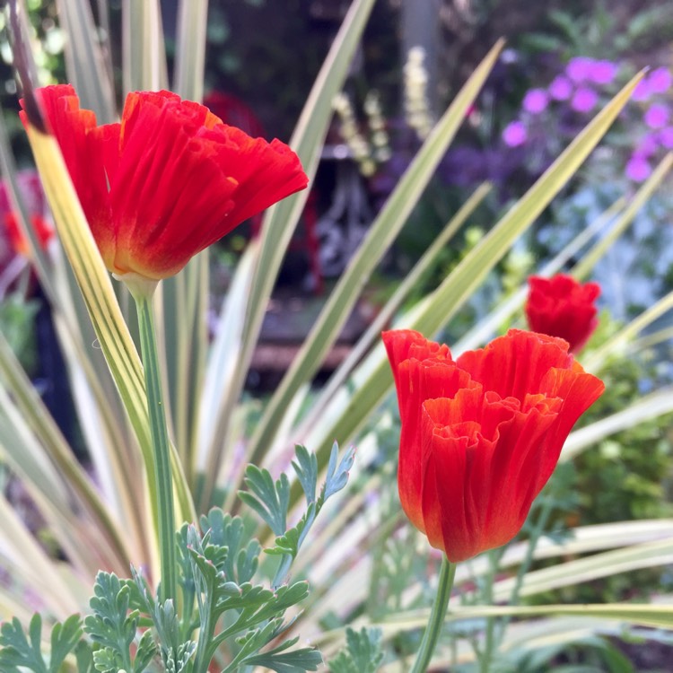 plant image 433987