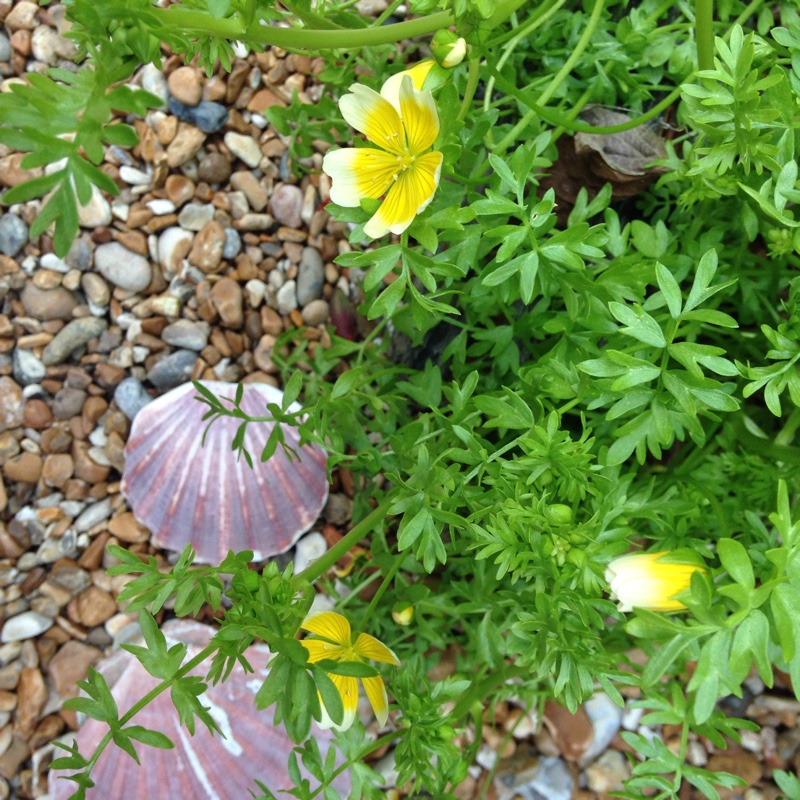 plant image 50085