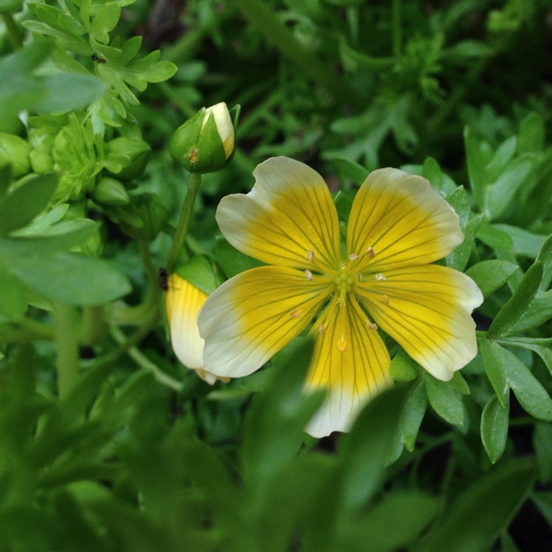 plant image 50086