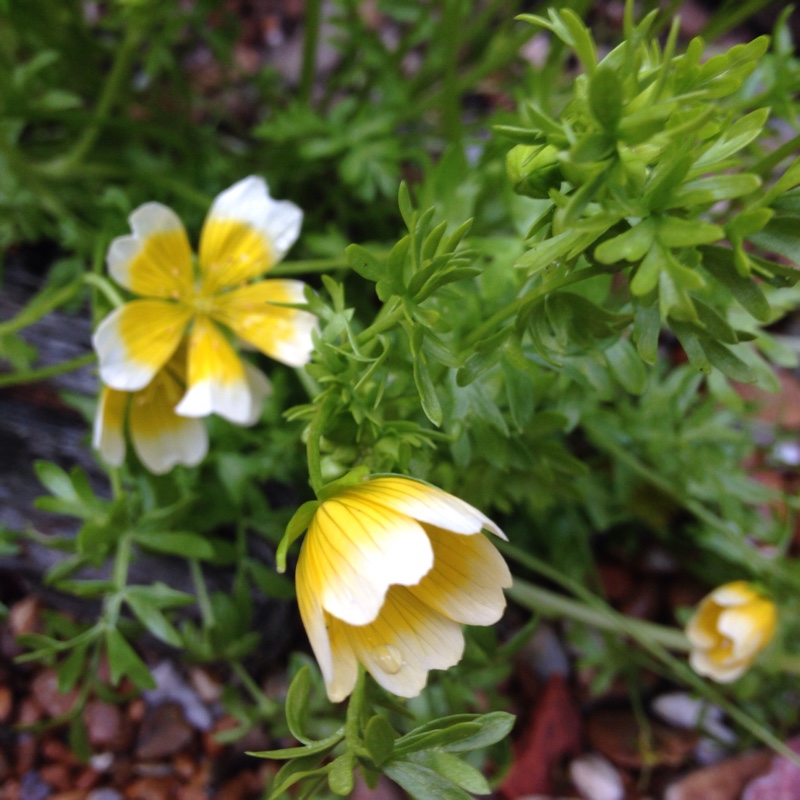 plant image 54982