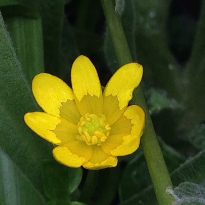 Plant image Ficaria verna