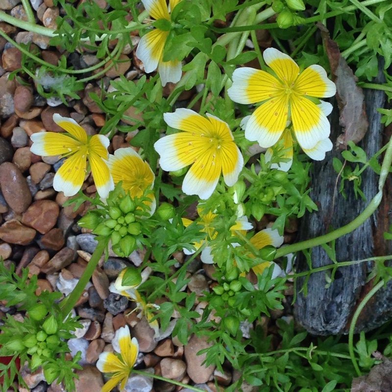 plant image 62105
