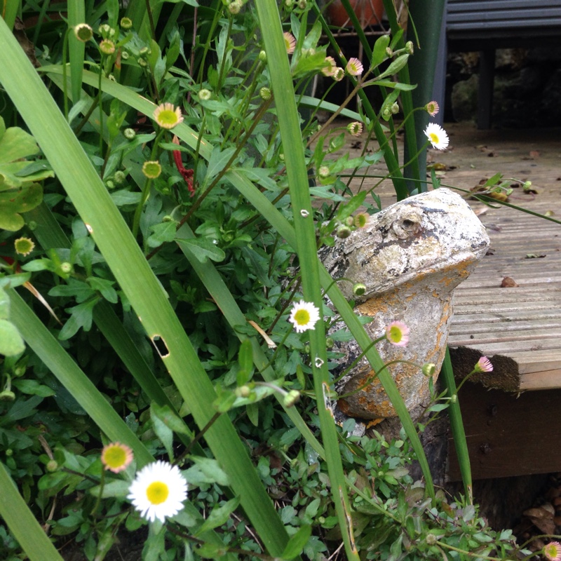 Erigeron karvinskianus