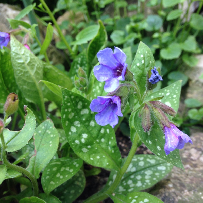 Медуница купить саженцы. Медуница (Pulmonaria). Медуница (Pulmonaria) миссис Мун. Медуница сахарная Пульмонария. Медуница сахарная \ Pulmonaria saccharata.