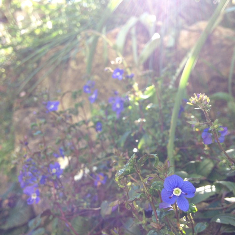 Plant image Veronica peduncularis 'Georgia Blue' syn. Veronica umbrosa 'Georgia Blue', Veronica peduncularis 'Oxford Blue'