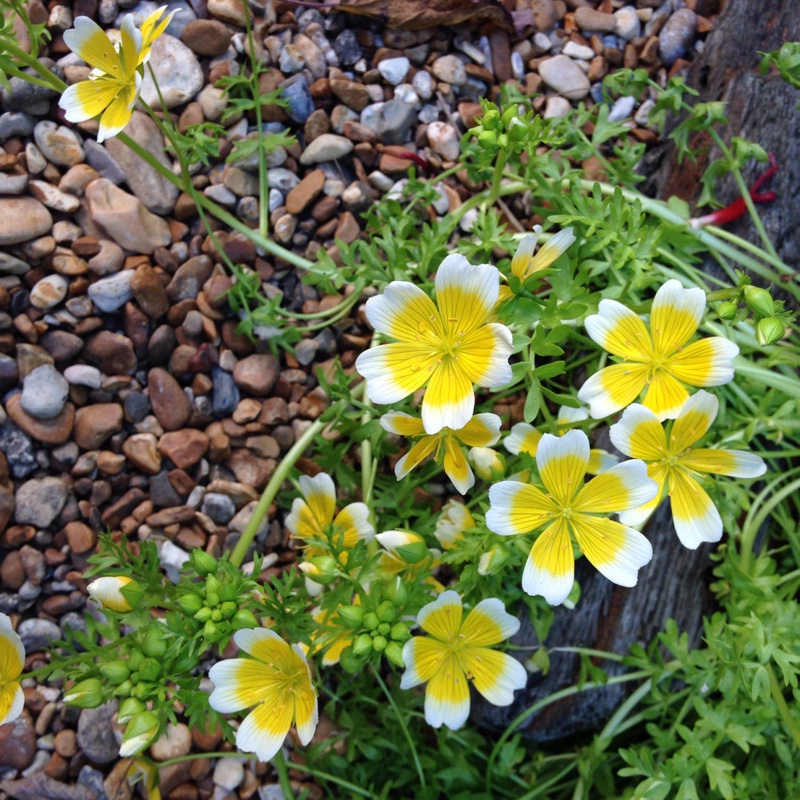 Limnanthes douglasii