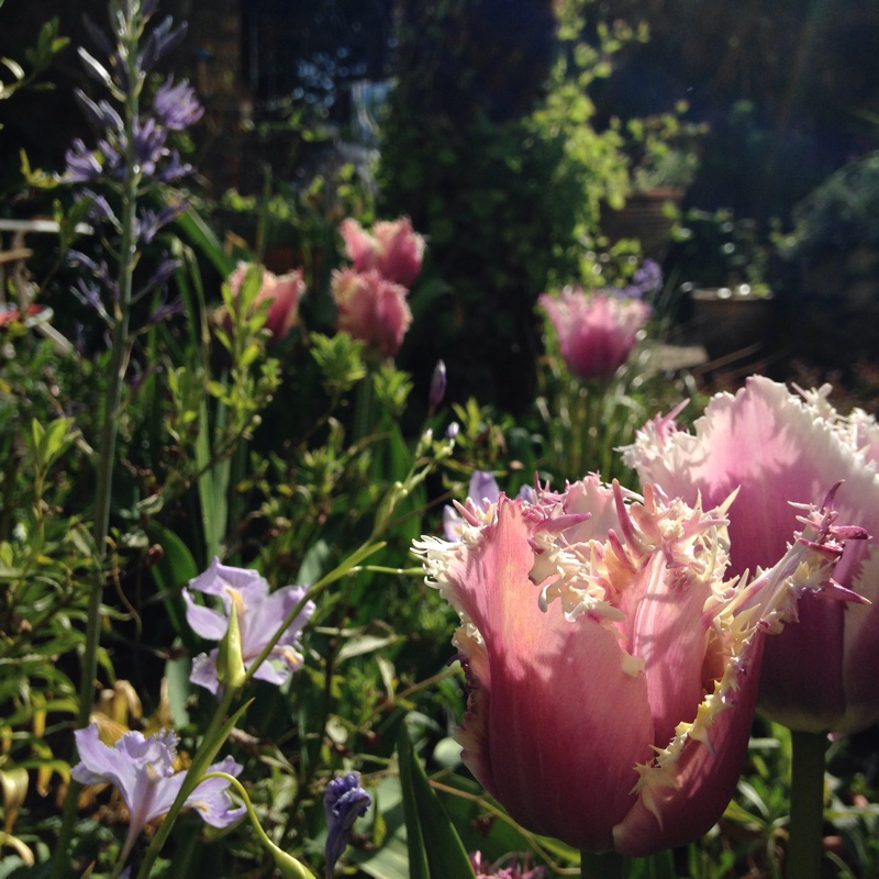 Tulipa 'Cummins'