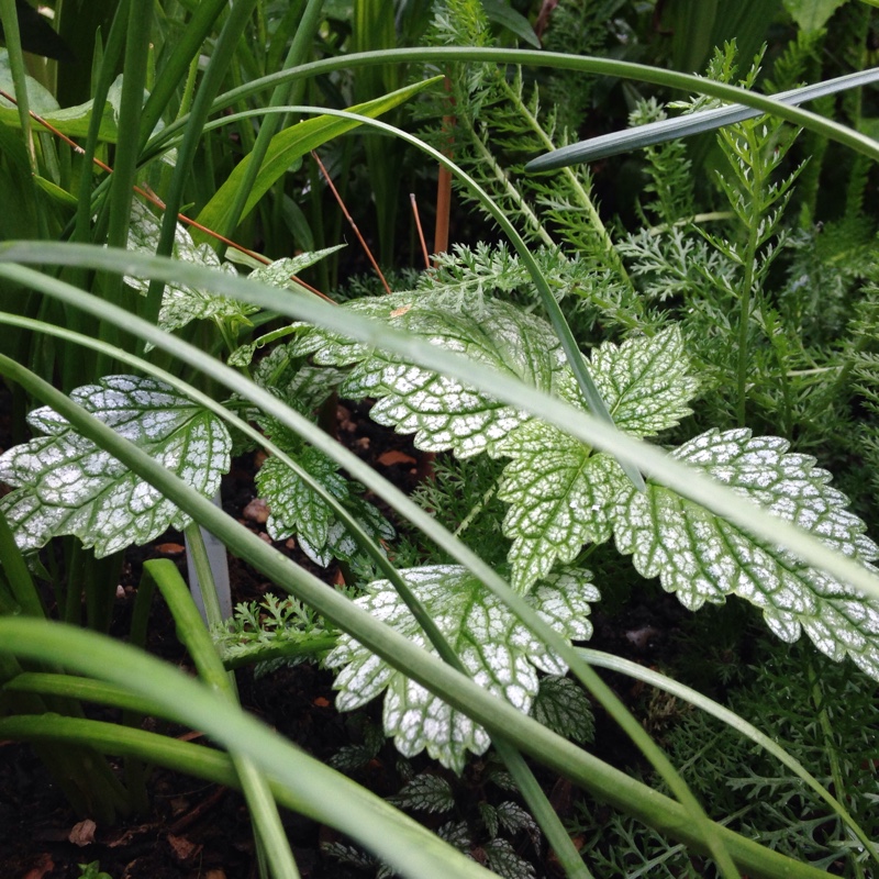 Plant image Lamium galeobdolon 'Herman's Pride'