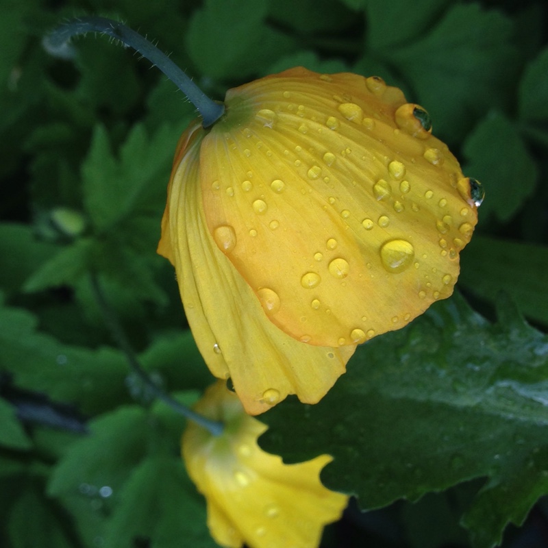 Meconopsis cambrica
