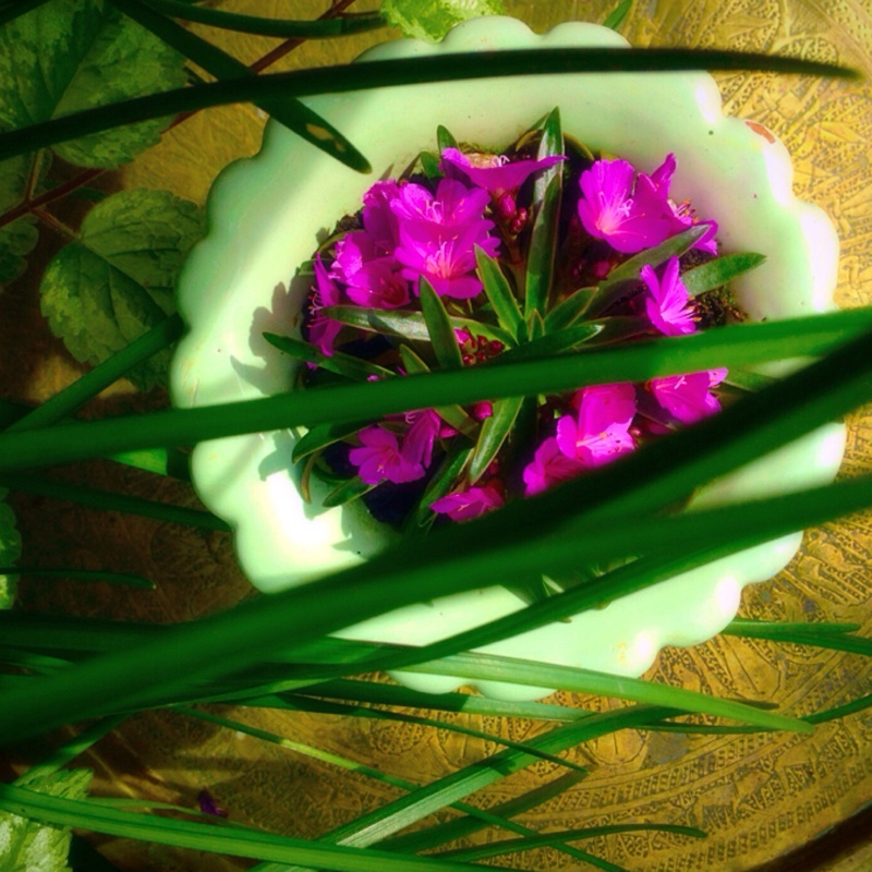 plant image 72102