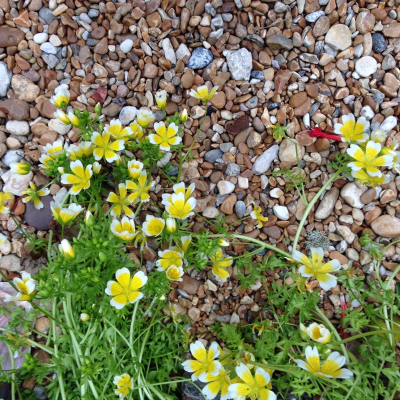 plant image 72645