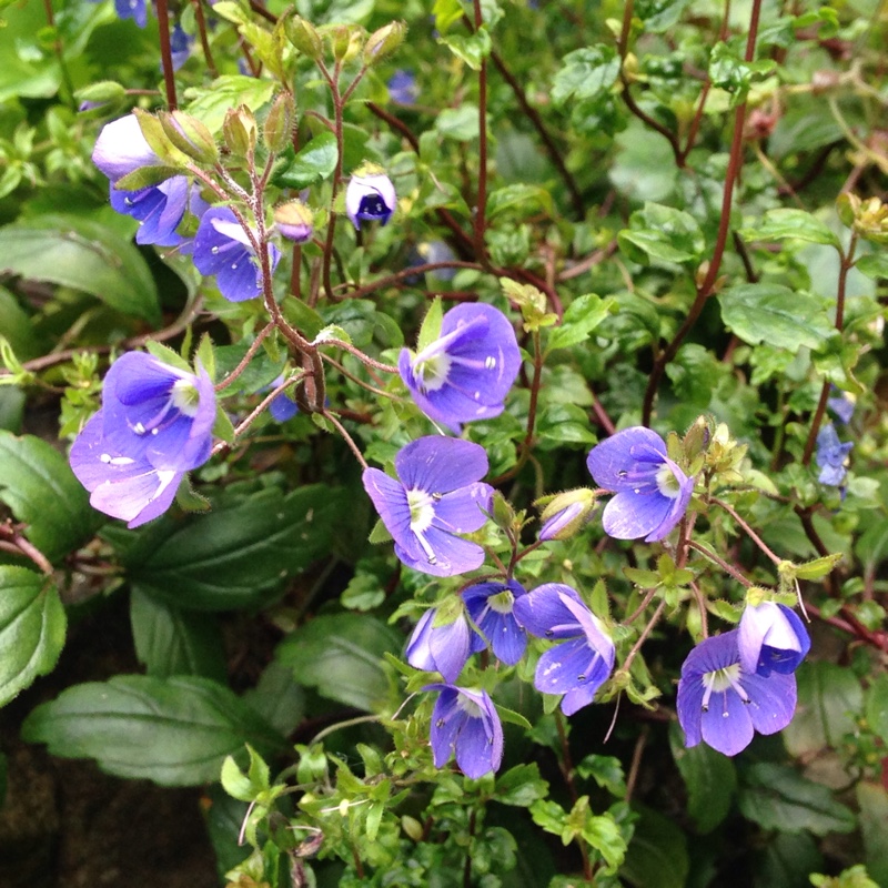 Plant image Veronica peduncularis 'Georgia Blue' syn. Veronica umbrosa 'Georgia Blue', Veronica peduncularis 'Oxford Blue'