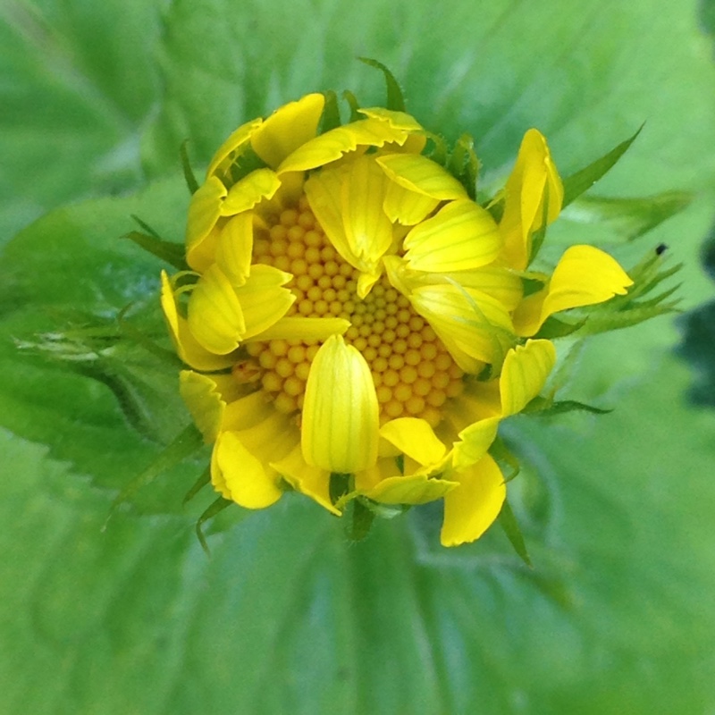 plant image 78876