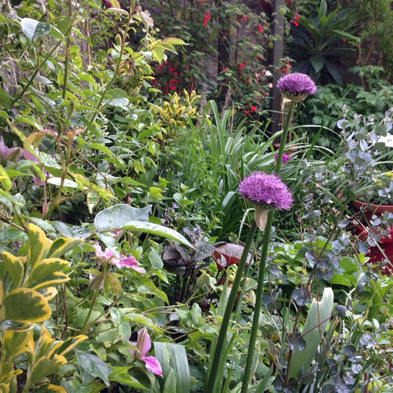 plant image 78899 plant image 78899