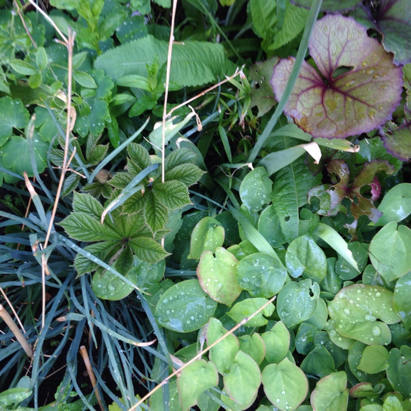plant image 78914