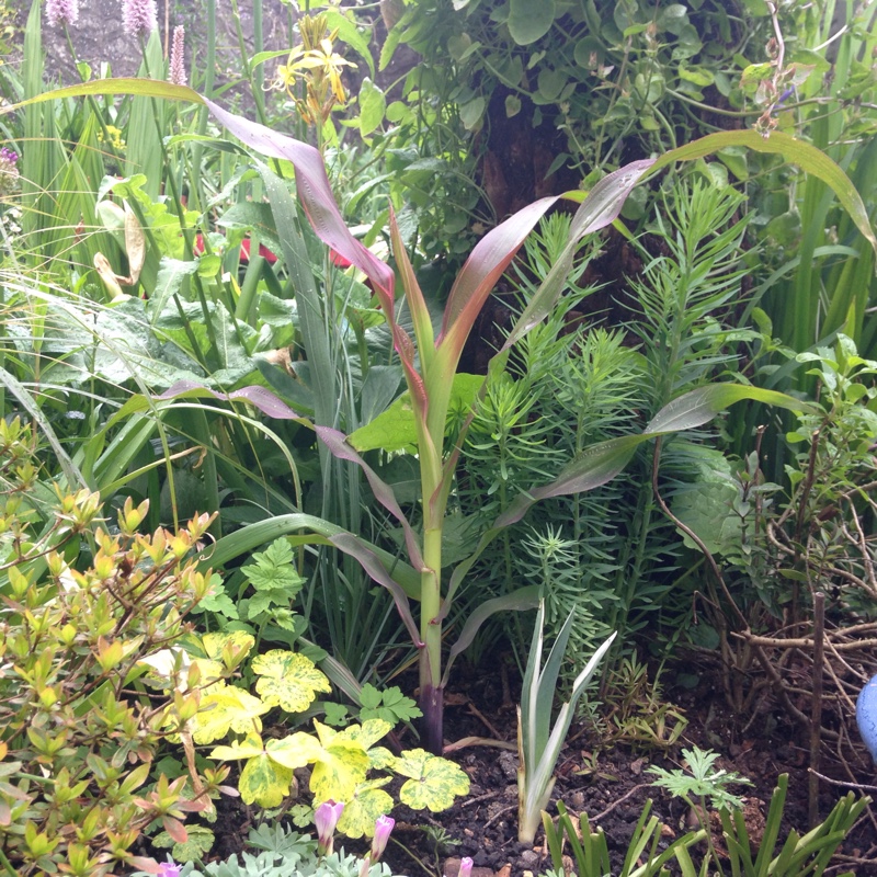 plant image 82087